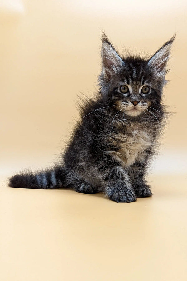 Fluffy gray tabby Maine Coon kitten with big ears sitting upright, looking adorable