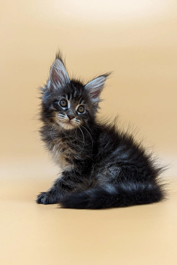 Fluffy gray and black Maine Coon kitten with ear tufts in Valencia product image