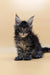 Fluffy gray and white Maine Coon kitten with ear tufts in Valencia collection