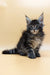 Fluffy Maine Coon kitten with ear tufts and big eyes from Valencia collection