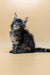 Fluffy Maine Coon kitten with ear tufts and long tail from Valencia collection