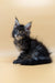 Fluffy Maine Coon kitten with ear tufts and a bushy tail in Valencia product