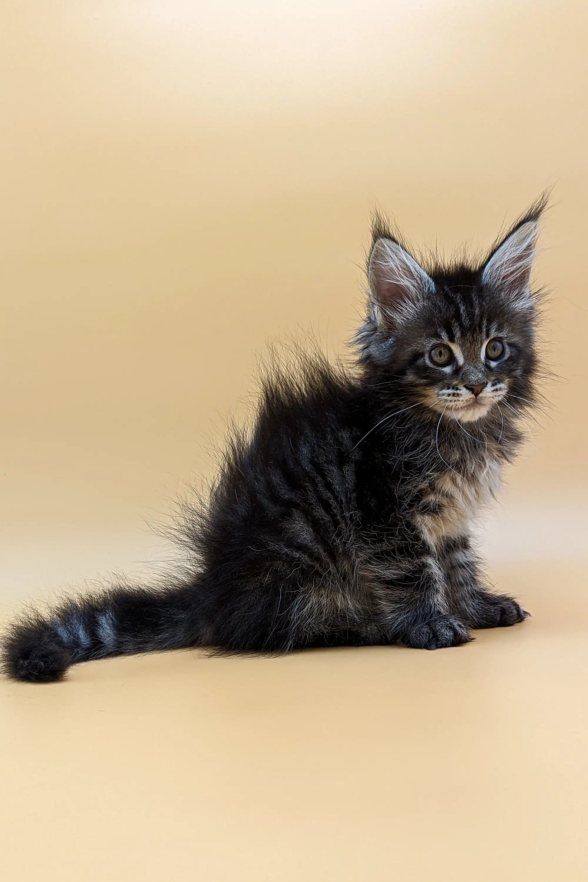 Maine Coon Kittens for Sale Valencia | Kitten