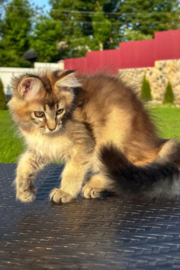 Valensia | golden maine coon kitten