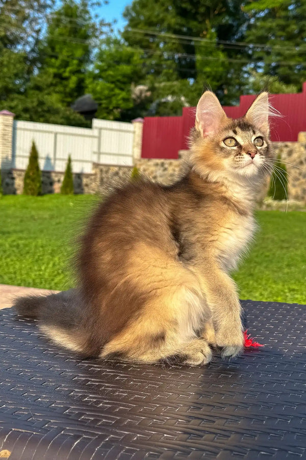 Valensia | golden maine coon kitten