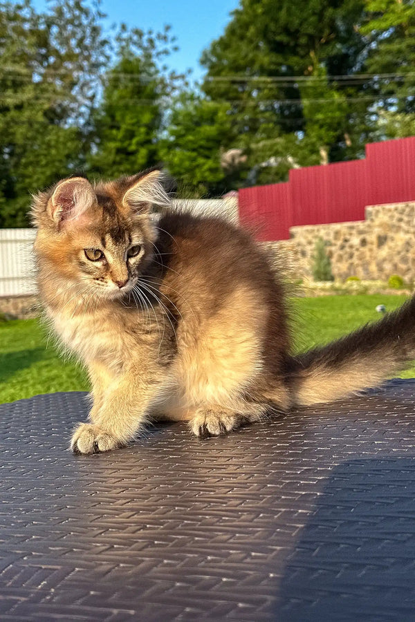 Valensia | golden maine coon kitten