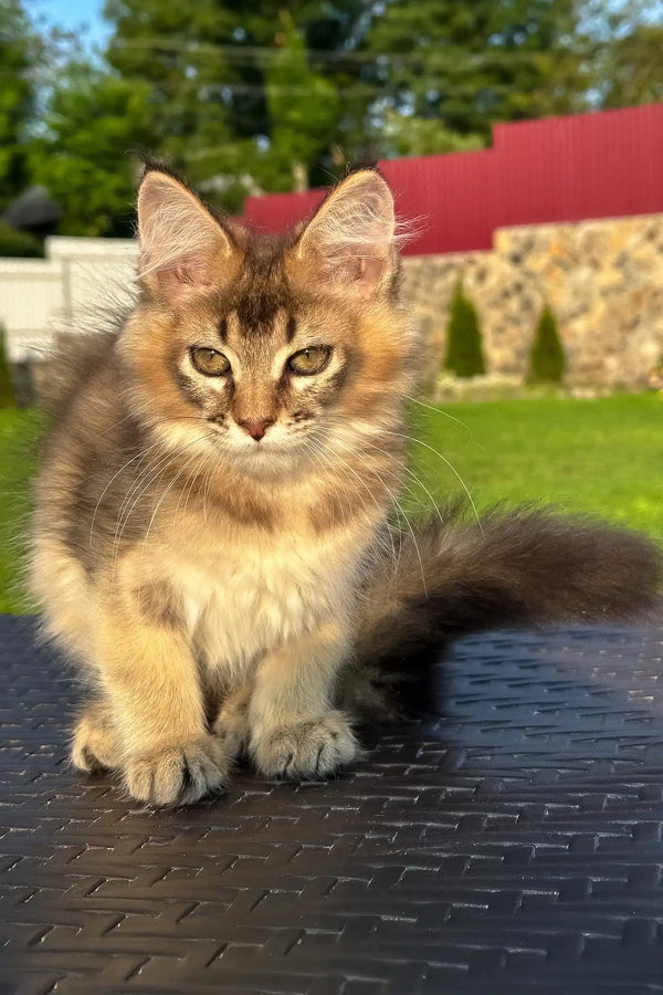 Valensia | golden maine coon kitten