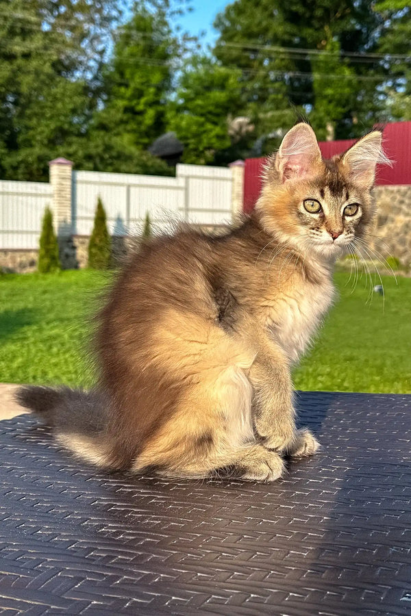 Valensia | golden maine coon kitten