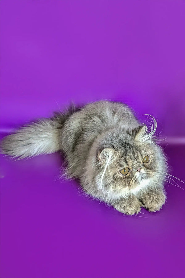 Fluffy grey Persian cat with a grumpy look in Valentin | Persian Kitten product