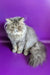 Fluffy grey Persian cat with a flat face and long fur in Valentin | Persian Kitten