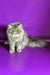 Gray Persian cat with fluffy coat and flat face in Valentin Persian Kitten product