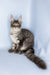 Valentine | maine coon kitten