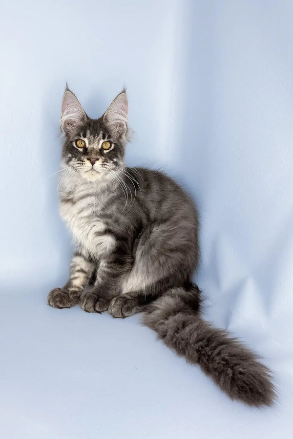 Valentine | maine coon kitten