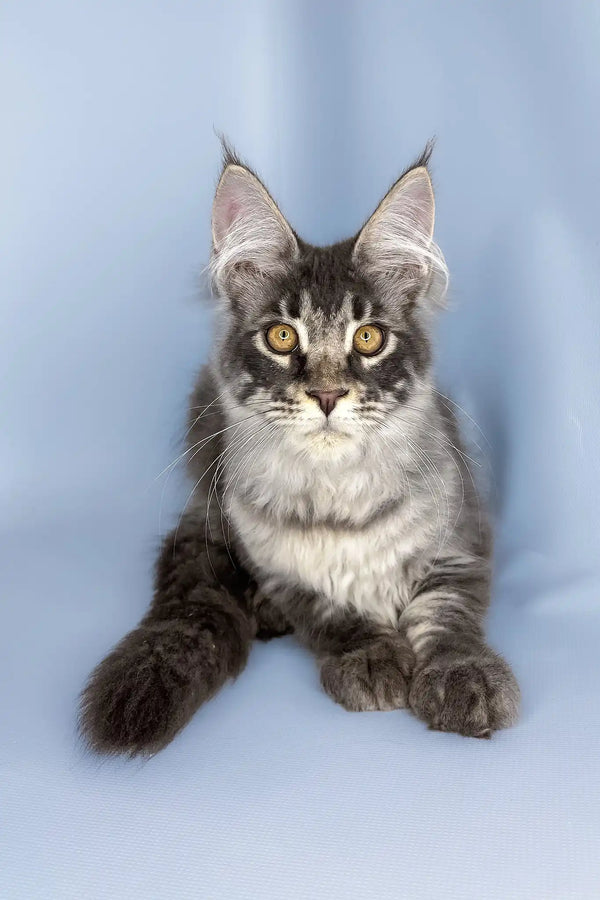 Valentine | maine coon kitten