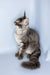 Valentine | maine coon kitten