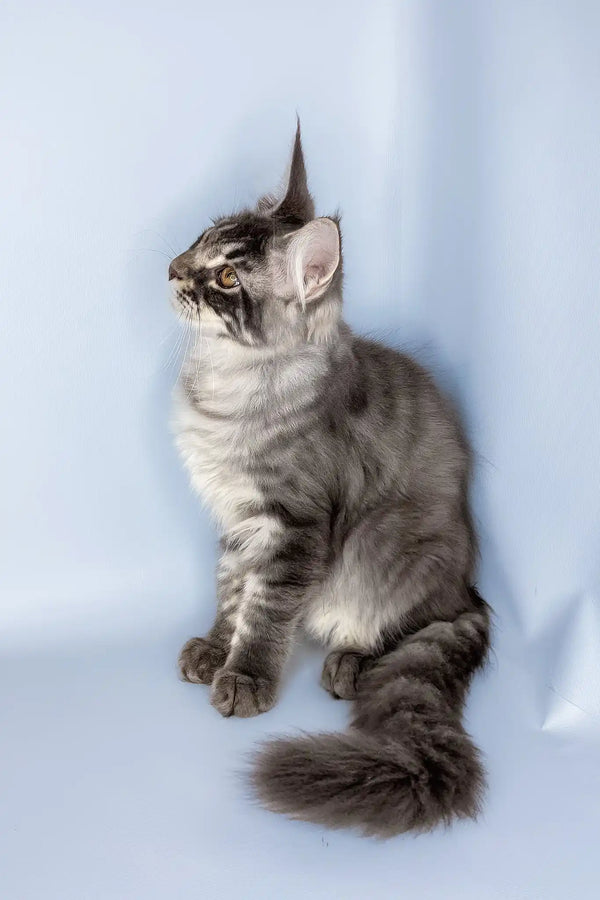 Valentine | maine coon kitten