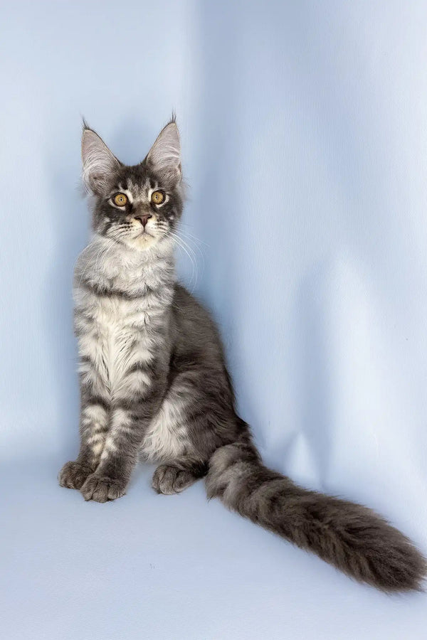 Valentine | maine coon kitten