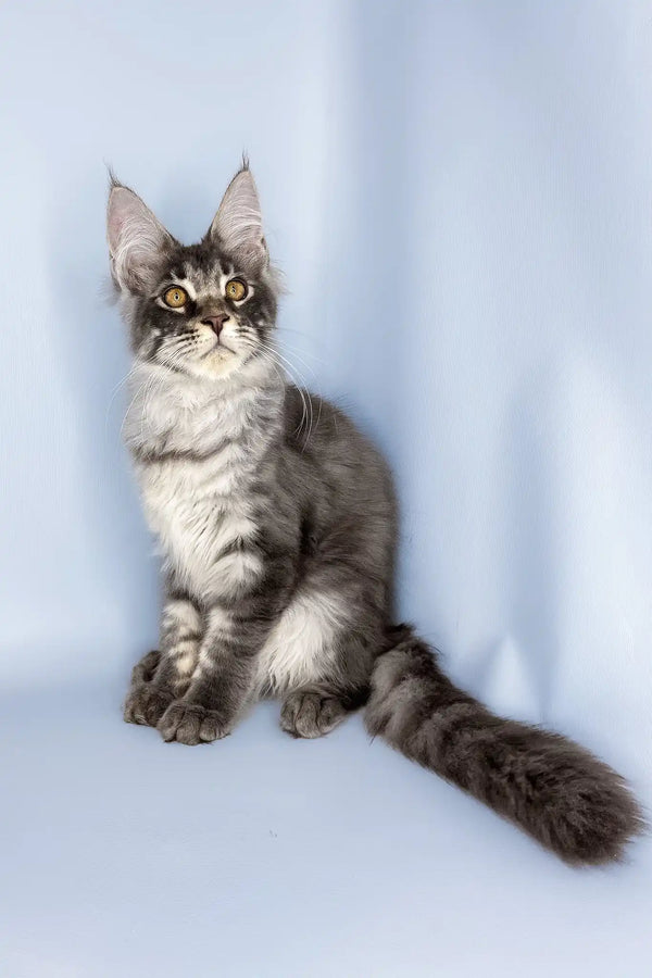 Valentine | maine coon kitten
