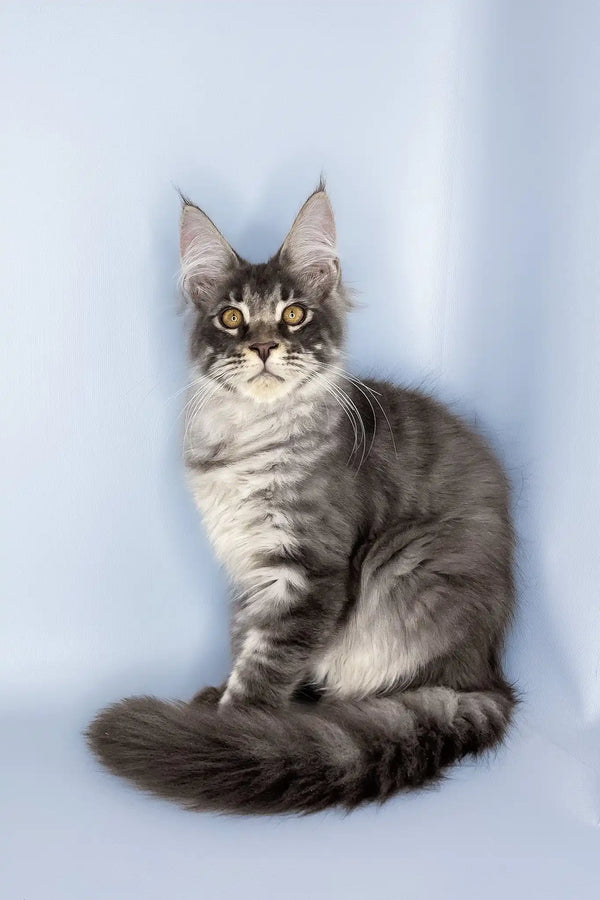 Valentine | maine coon kitten