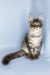 Valentine | maine coon kitten