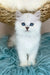 Valentino | british longhair kitten