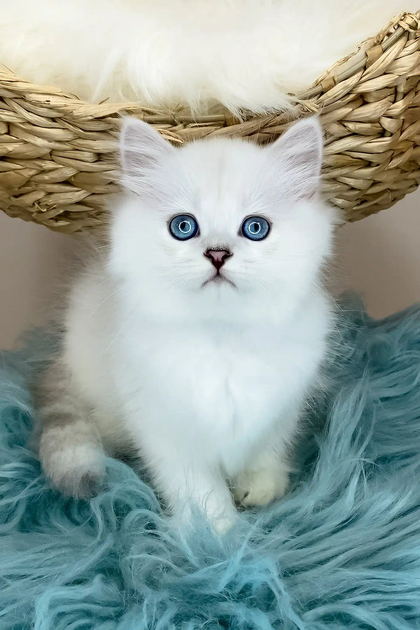 Valentino | british longhair kitten