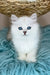 Valentino | british longhair kitten