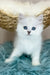 Valentino | british longhair kitten