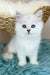 Valentino | british longhair kitten