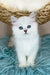 Valentino | british longhair kitten
