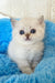 Valentino | british shorthair kitten
