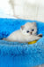 Valentino | british shorthair kitten