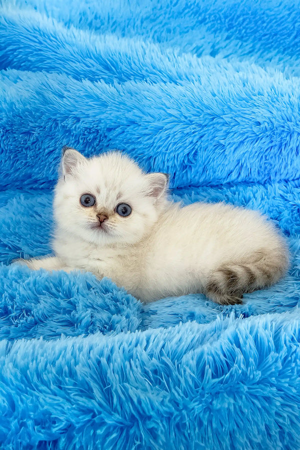 Valentino | british shorthair kitten