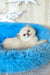 Valentino | british shorthair kitten