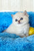 Valentino | british shorthair kitten