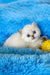 Valentino | british shorthair kitten