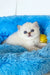 Valentino | british shorthair kitten