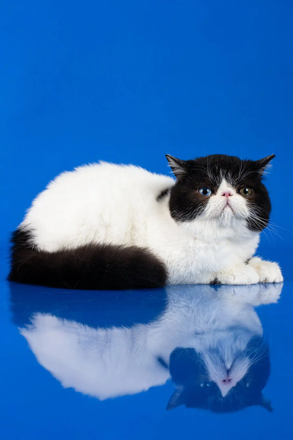 Black and white Persian cat with a flat face lounging in Valentino Exotic Shorthair Kitten