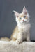 Cream-colored Maine Coon kitten named Valentino with beautiful blue eyes