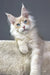 Cream-colored Maine Coon kitten with blue eyes in Valentino product showcase