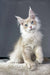 Cream-colored Maine Coon kitten named Valentino with stunning blue eyes