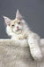 Cream-colored Maine Coon cat named Valentino in cute kitten pose