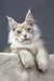 Cream-colored Maine Coon kitten named Valentino with stunning blue eyes