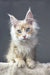 Cream and tan Maine Coon kitten named Valentino looking adorable and playful