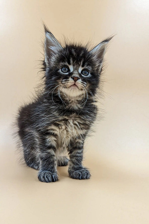 Fluffy Maine Coon kitten Valentino with big eyes and cute ear tufts ready to play