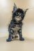 Fluffy Maine Coon kitten with wide eyes and pointed ears standing upright