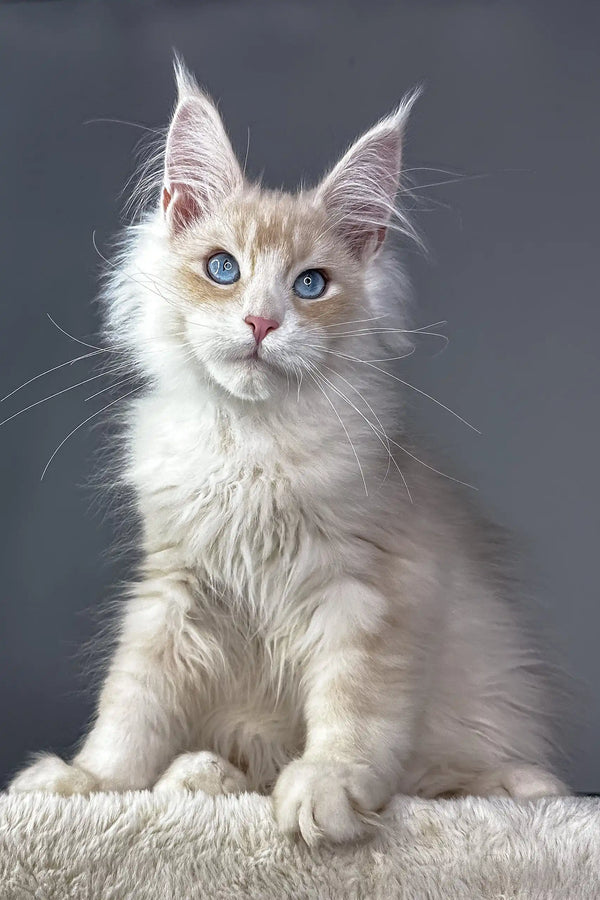 Adorable Majestic Maine Coon kitten for sale in Valentino collection