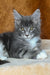 Valeria | maine coon kitten