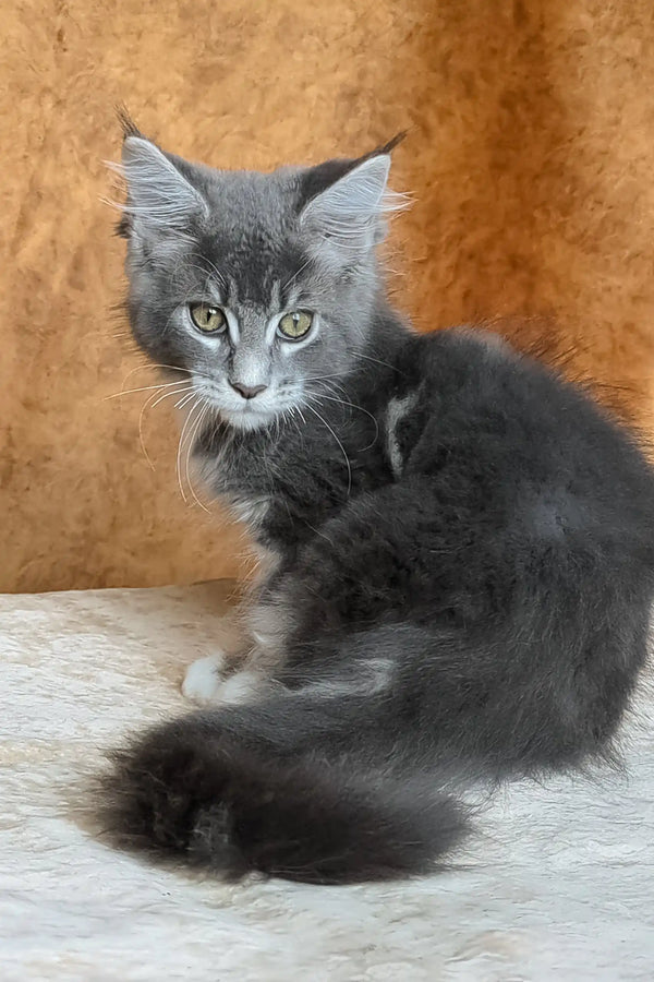 Valeria | maine coon kitten