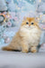 Fluffy golden British Longhair kitten named Valeriya with bright blue eyes